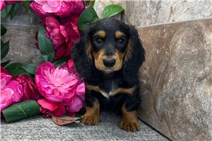 Bertha - Dachshund, Tweenie for sale