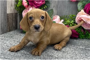 Bart - Dachshund, Tweenie for sale