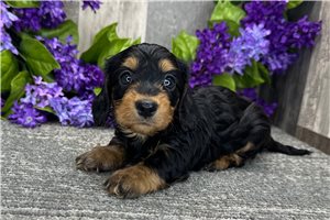 Buttercup - Dachshund, Tweenie for sale