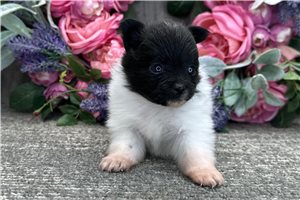 Scarlett - Pomeranian for sale