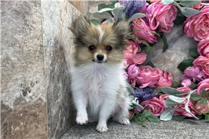 Stormie - Pomeranian for sale