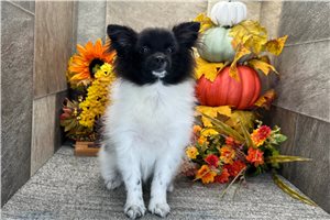 Scarlett - puppy for sale