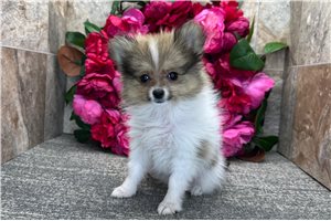 Stormie - Pomeranian for sale