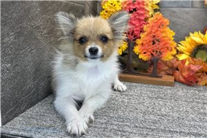 Stormie - Pomeranian for sale