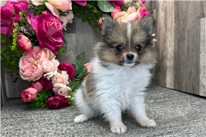 Stormie - Pomeranian for sale