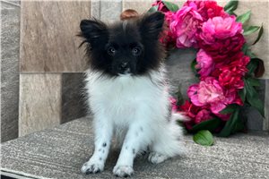 Scarlett - Pomeranian for sale
