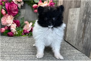 Scarlett - Pomeranian for sale
