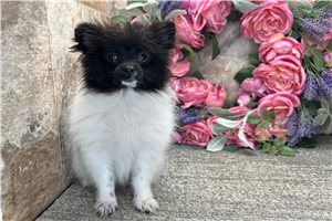 Scarlett - puppy for sale