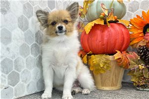 Stormie - Pomeranian for sale