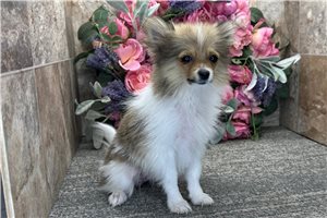 Stormie - Pomeranian for sale
