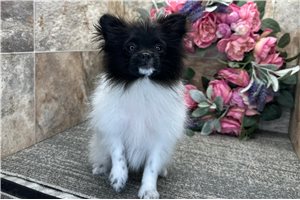 Scarlett - Pomeranian for sale