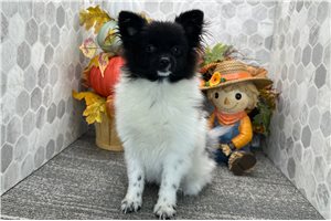 Scarlett - Pomeranian for sale