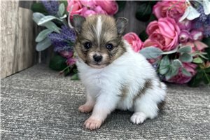 Stormie - puppy for sale