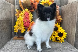 Scarlett - Pomeranian for sale