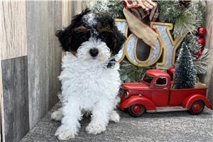 Norton - puppy for sale