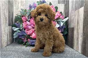 Liam - Poodle, Toy for sale
