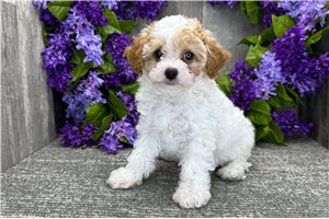 Mimi - Poodle, Toy for sale