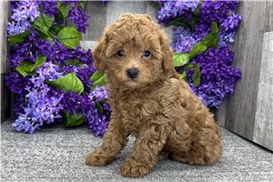 Liam - Poodle, Toy for sale