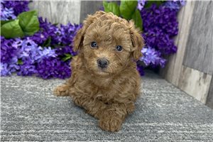 Liam - puppy for sale