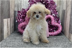 Ozark - Poodle, Toy for sale