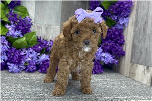 Luna - puppy for sale