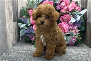Levi - Poodle, Toy for sale