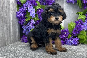 Mylie - puppy for sale