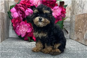 McKenzie - Poodle, Toy for sale