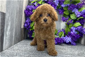 Lucas - Poodle, Toy for sale