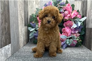 Lucas - Poodle, Toy for sale