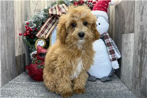 Chase - Poodle, Toy for sale