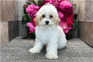 Moose - Poodle, Toy for sale
