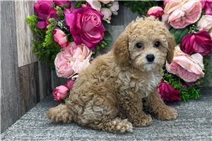 Macy - Poodle, Toy for sale