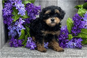 McKenzie - puppy for sale