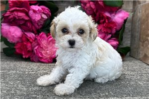 Moose - Poodle, Toy for sale