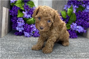 Lucas - puppy for sale