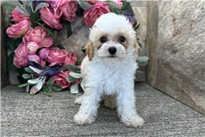 Moose - Poodle, Toy for sale