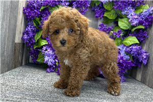 Levi - Toy Poodle for sale