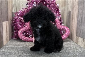 Oreo - puppy for sale