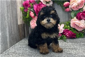 McKenzie - Poodle, Toy for sale