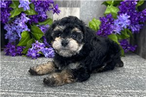 Millie - Poodle, Toy for sale
