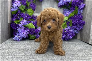 Lucas - Poodle, Toy for sale