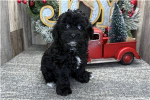 Onyx - puppy for sale