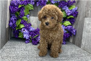 Liam - Poodle, Toy for sale