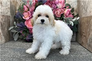 Moose - Poodle, Toy for sale