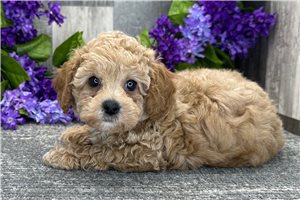Macy - Poodle, Toy for sale
