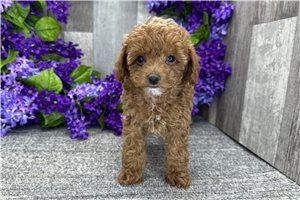 Luna - Poodle, Toy for sale