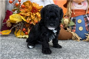 Otis - puppy for sale