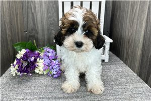 Amos - puppy for sale