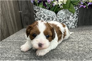Attina - puppy for sale